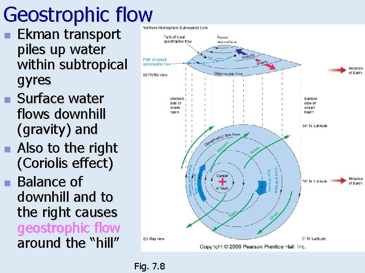 Geostrophic flow n n Ekman transport piles up water within subtropical gyres Surface water