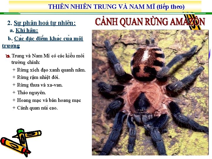 THIÊN NHIÊN TRUNG VÀ NAM MĨ (tiếp theo) 2. Sự phân hoá tự nhiên: