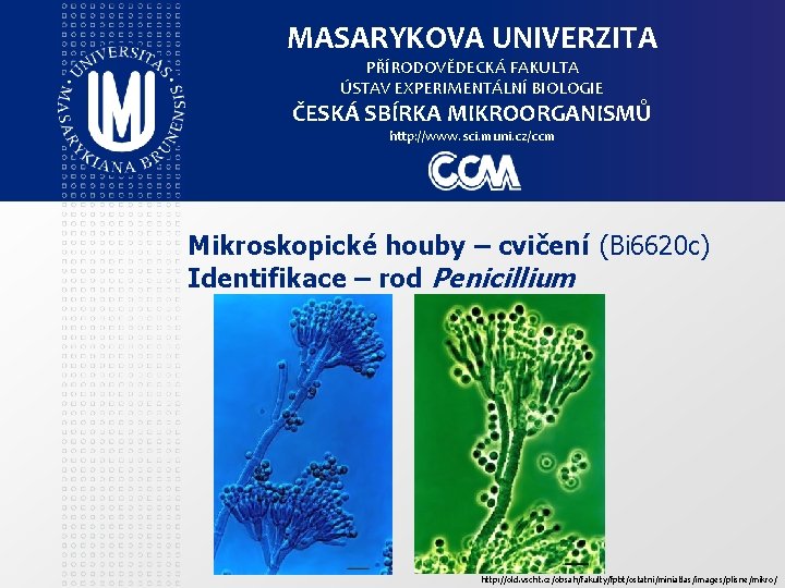 MASARYKOVA UNIVERZITA PŘÍRODOVĚDECKÁ FAKULTA ÚSTAV EXPERIMENTÁLNÍ BIOLOGIE ČESKÁ SBÍRKA MIKROORGANISMŮ http: //www. sci. muni.