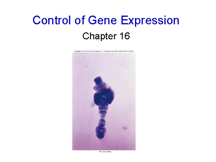 Control of Gene Expression Chapter 16 Control of