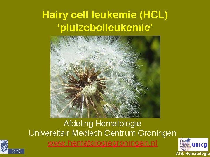 Hairy cell leukemie (HCL) ‘pluizebolleukemie’ Afdeling Hematologie Universitair Medisch Centrum Groningen www. hematologiegroningen. nl