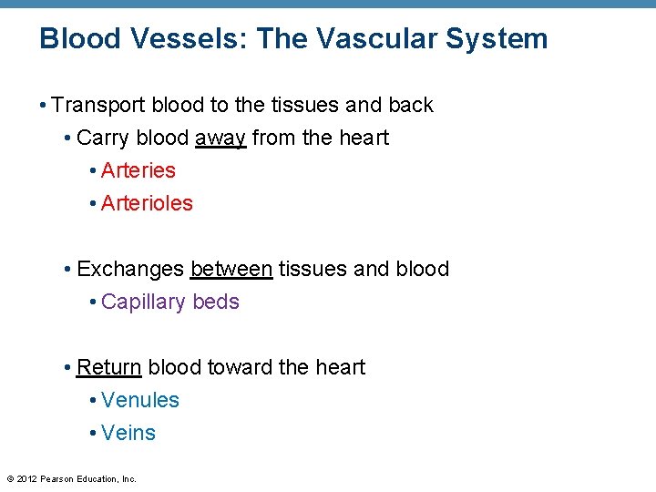 Blood Vessels: The Vascular System • Transport blood to the tissues and back •