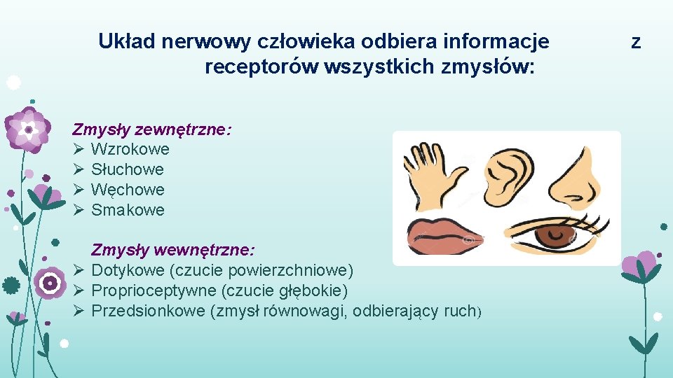 Układ nerwowy człowieka odbiera informacje receptorów wszystkich zmysłów: Zmysły zewnętrzne: Ø Wzrokowe Ø Słuchowe