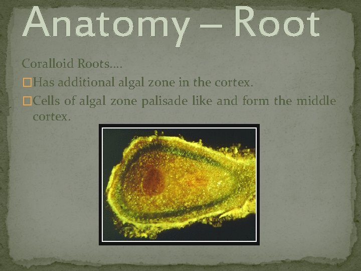 Anatomy – Root Coralloid Roots. . �Has additional algal zone in the cortex. �Cells