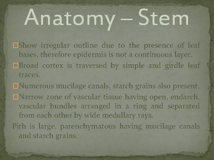 Anatomy – Stem �Show irregular outline due to the presence of leaf bases, therefore
