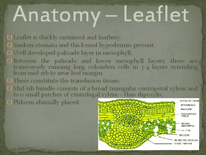Anatomy – Leaflet � Leaflet is thickly cutinized and leathery. � Sunken stomata and