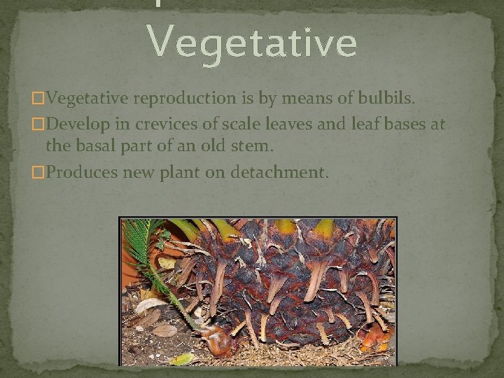 Vegetative �Vegetative reproduction is by means of bulbils. �Develop in crevices of scale leaves