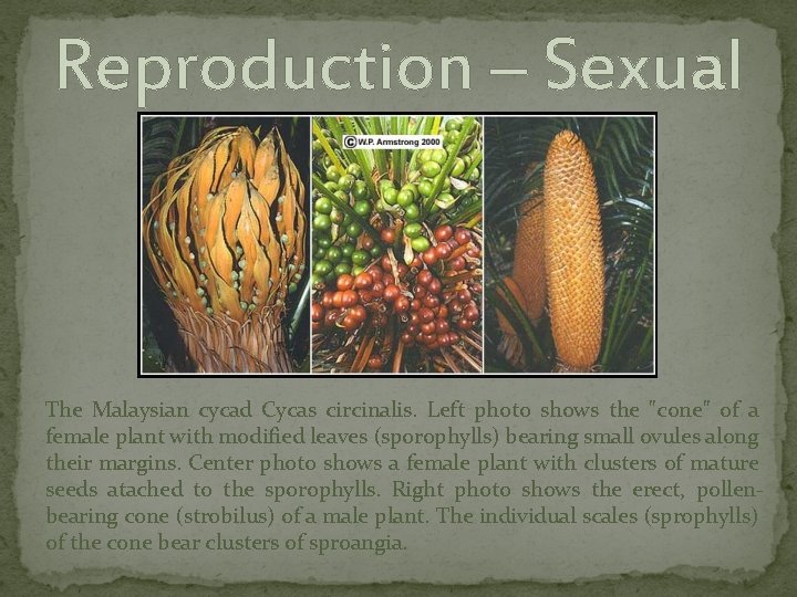 Reproduction – Sexual The Malaysian cycad Cycas circinalis. Left photo shows the "cone" of