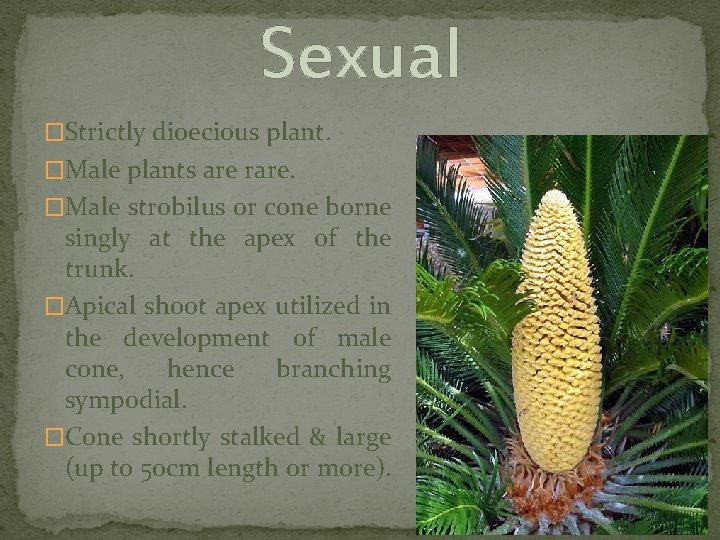 Sexual �Strictly dioecious plant. �Male plants are rare. �Male strobilus or cone borne singly