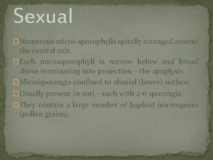 Sexual �Numerous micro-sporophylls spirally arranged around the central axis. �Each microsporophyll is narrow below