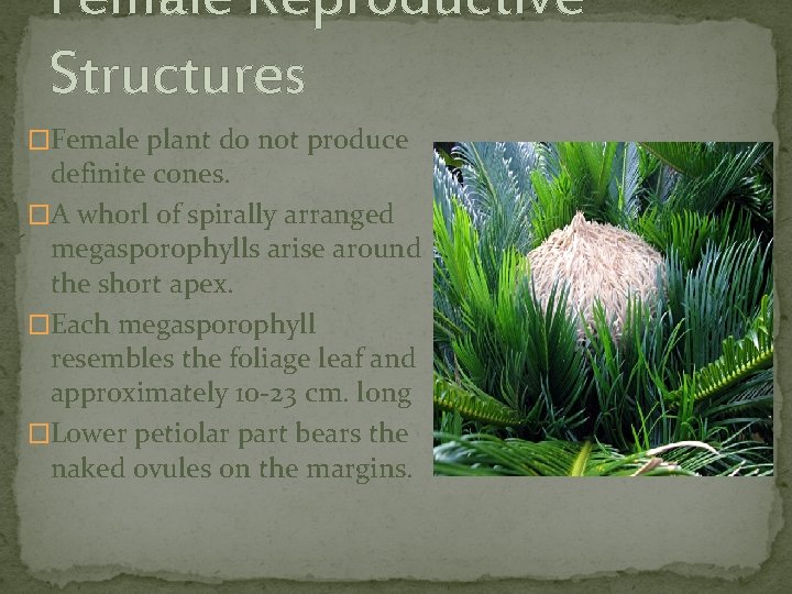 Female Reproductive Structures �Female plant do not produce definite cones. �A whorl of spirally