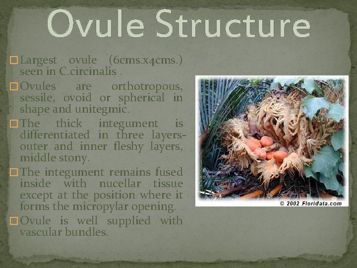Ovule Structure � Largest ovule (6 cms. x 4 cms. ) seen in C.