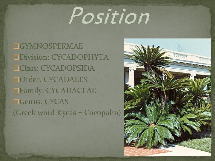 Position �GYMNOSPERMAE �Division: CYCADOPHYTA �Class: CYCADOPSIDA �Order: CYCADALES �Family: CYCADACEAE �Genus: CYCAS (Greek word