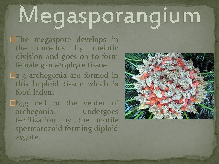 Megasporangium �The megaspore develops in the nucellus by meiotic division and goes on to