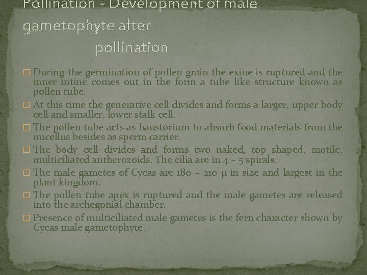 Pollination - Development of male gametophyte after pollination � During the germination of pollen