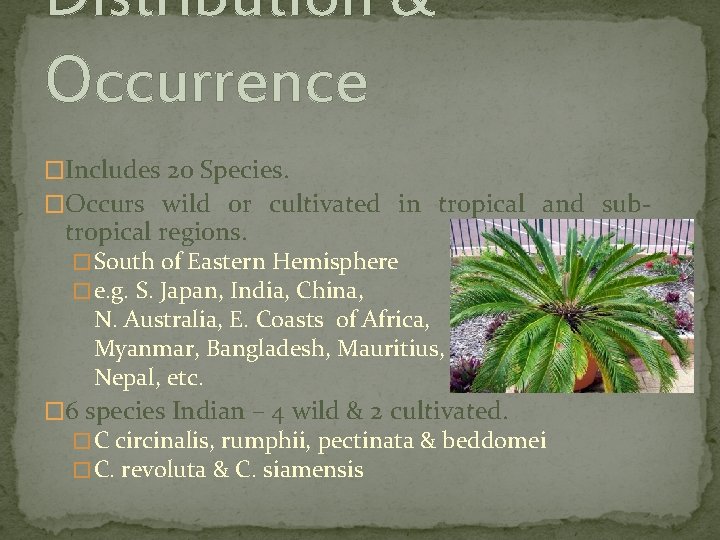 Distribution & Occurrence �Includes 20 Species. �Occurs wild or cultivated in tropical and sub-