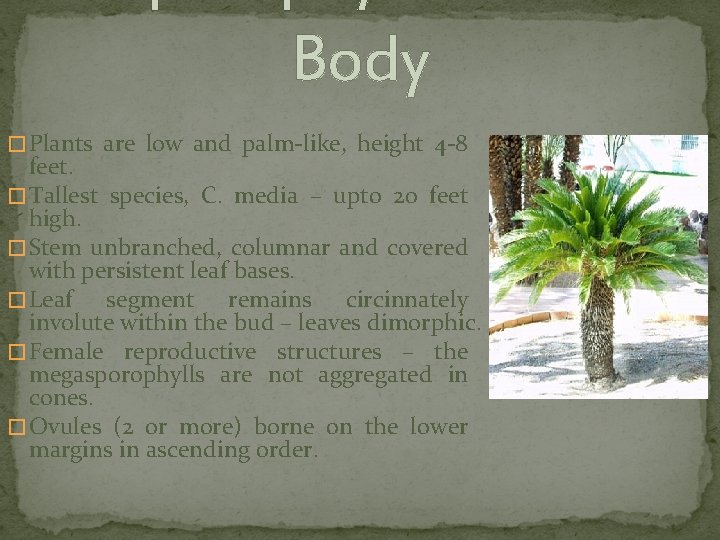 Body � Plants are low and palm-like, height 4 -8 feet. � Tallest species,