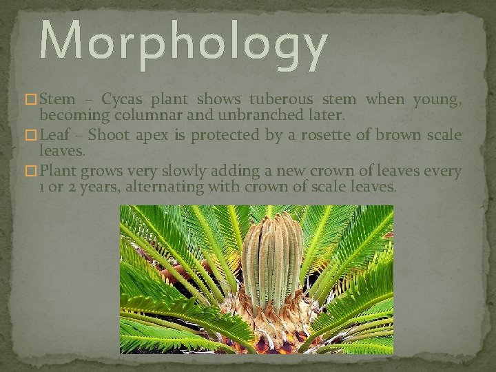 Morphology � Stem – Cycas plant shows tuberous stem when young, becoming columnar and