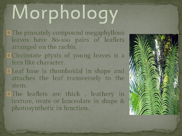 Morphology �The pinnately compound megaphyllous leaves have 80 -100 pairs of leaflets arranged on