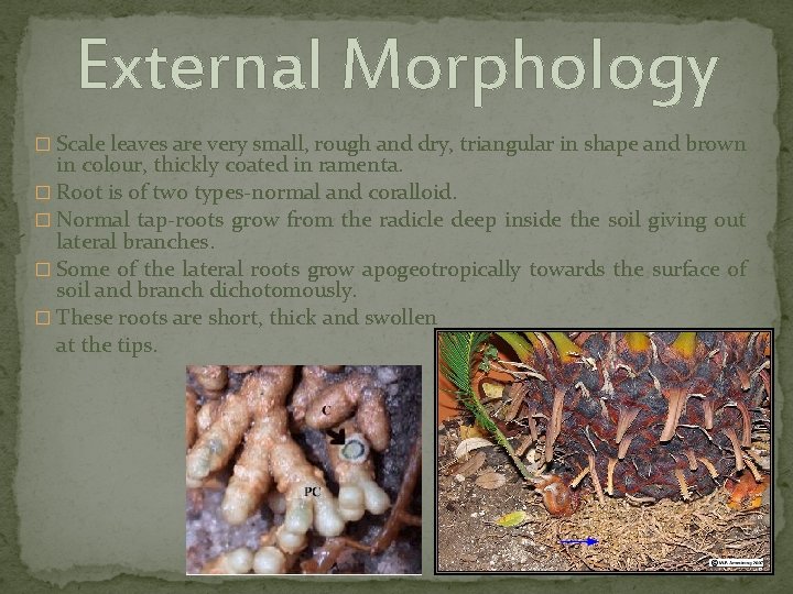 External Morphology � Scale leaves are very small, rough and dry, triangular in shape