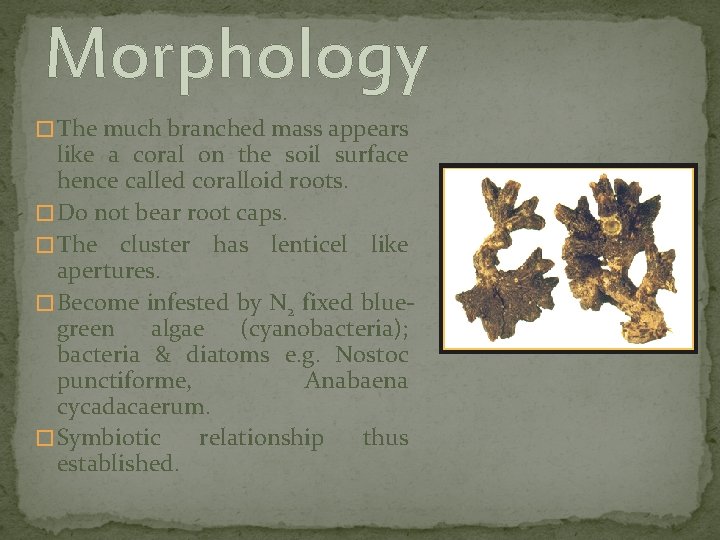 Morphology � The much branched mass appears like a coral on the soil surface