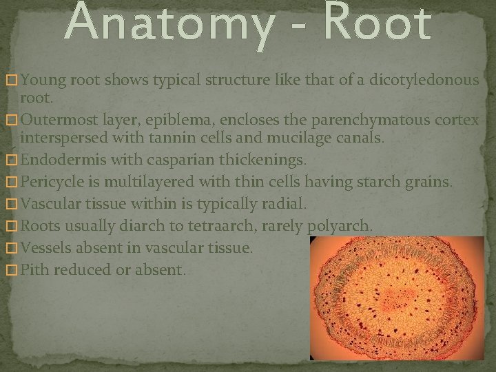 Anatomy - Root � Young root shows typical structure like that of a dicotyledonous