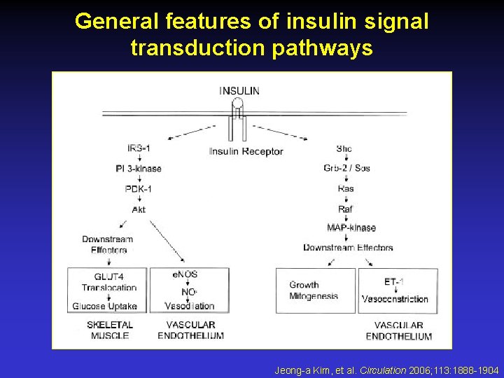 General features of insulin signal transduction pathways Jeonga
