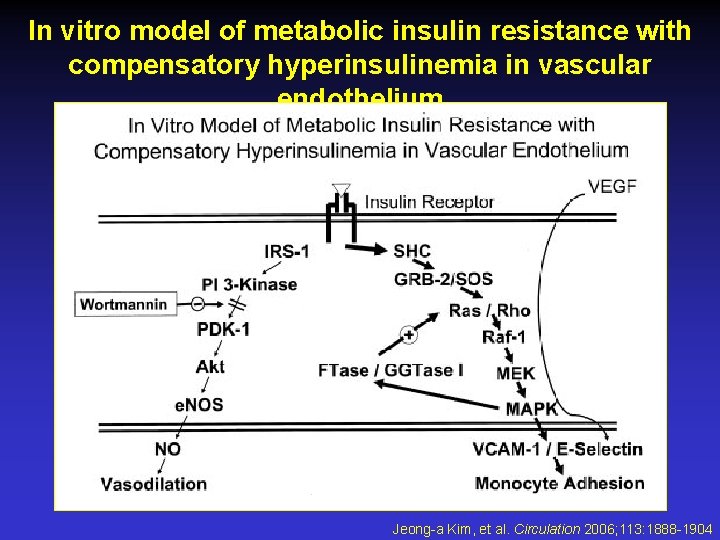 General features of insulin signal transduction pathways Jeonga