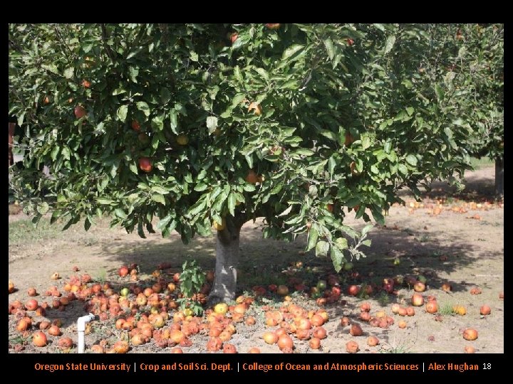 Fallen Fruit? Oregon State University | Crop and Soil Sci. Dept. | College of