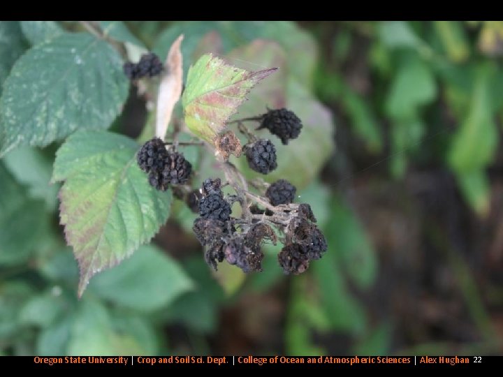Hanging Fruit? Oregon State University | Crop and Soil Sci. Dept. | College of