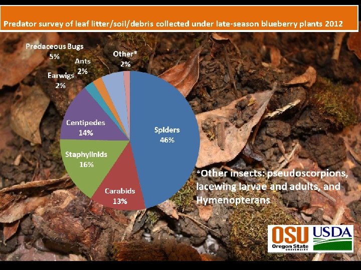 Predator survey of leaf litter/soil/debris collected under late-season blueberry plants 2012 40 