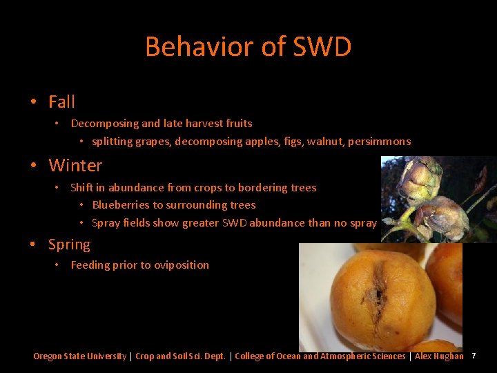 Behavior of SWD • Fall • Decomposing and late harvest fruits • splitting grapes,