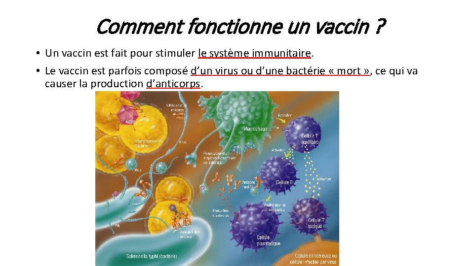 Comment fonctionne un vaccin ? • Un vaccin est fait pour stimuler le système