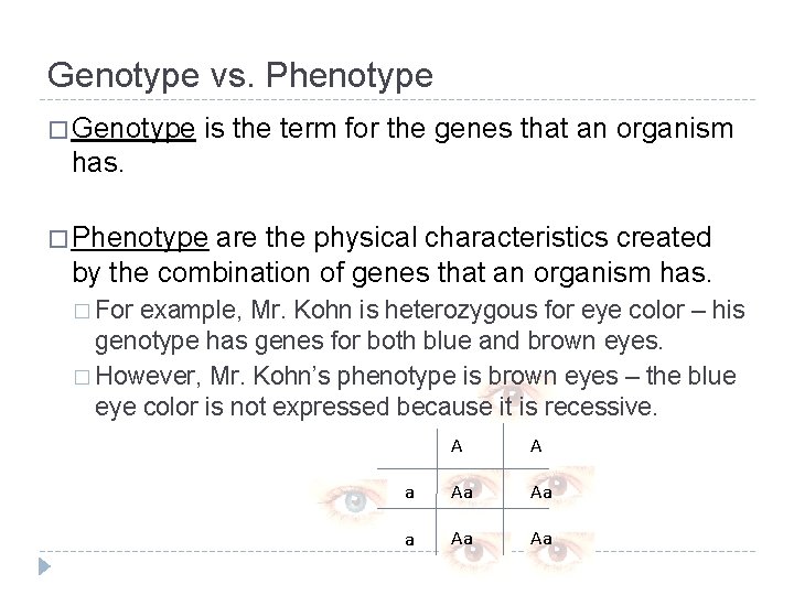 Genotype vs. Phenotype � Genotype is the term for the genes that an organism