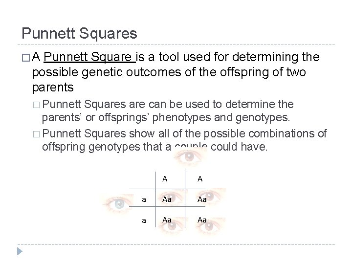 Punnett Squares �A Punnett Square is a tool used for determining the possible genetic