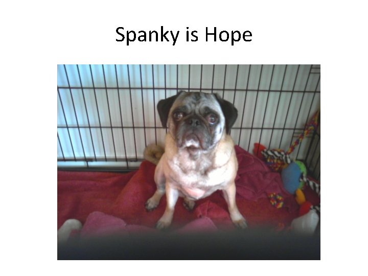 Spanky is Hope 