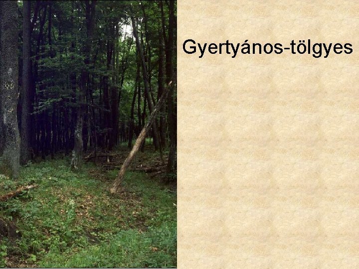 Gyertyános-tölgyes 