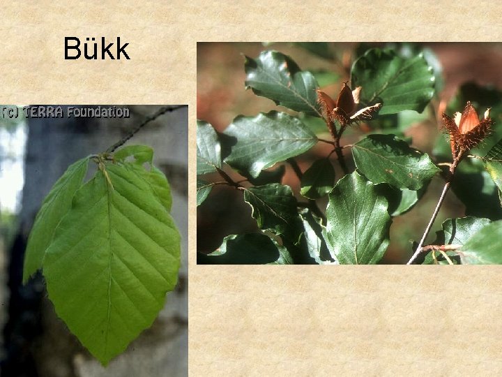 Bükk 