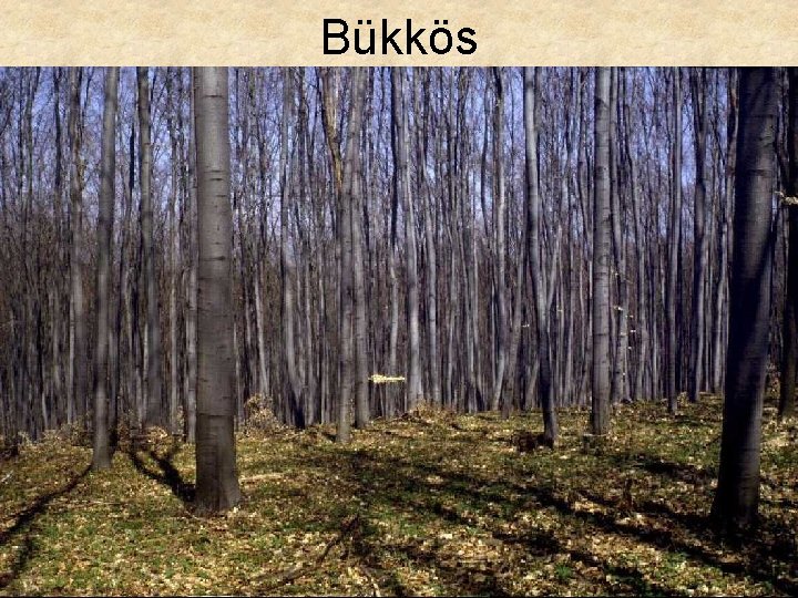 Bükkös 