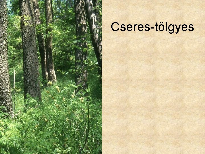 Cseres-tölgyes 