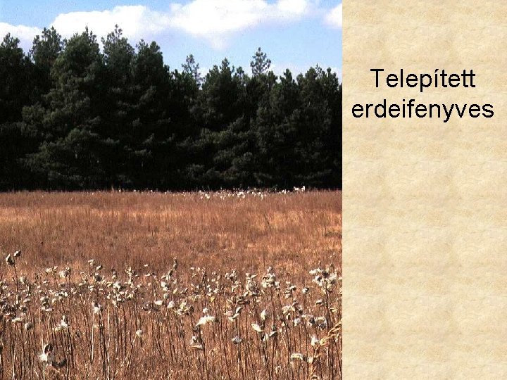 Telepített erdeifenyves 
