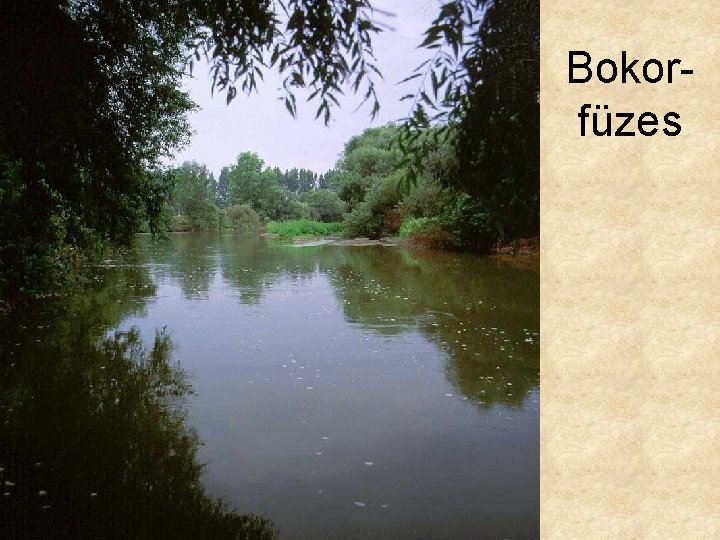 Bokorfüzes 