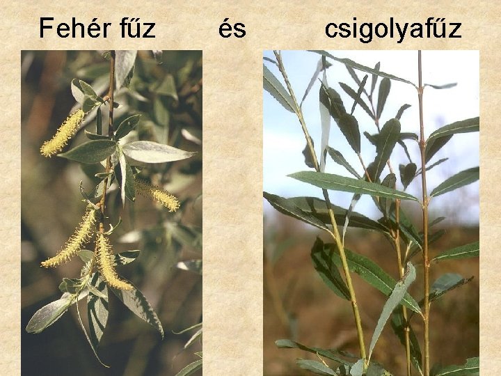 Fehér fűz és csigolyafűz 