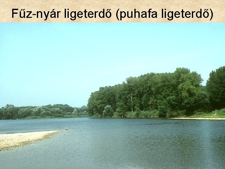 Fűz-nyár ligeterdő (puhafa ligeterdő) 