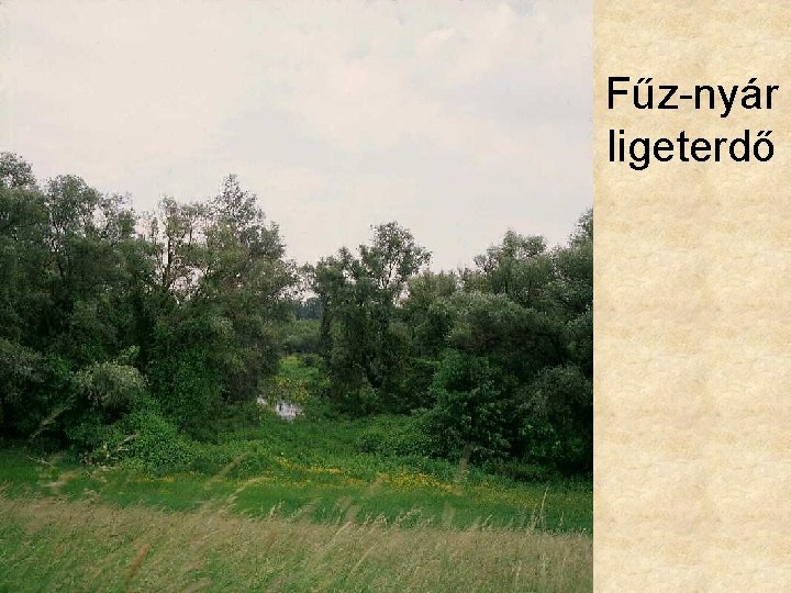 Fűz-nyár ligeterdő 