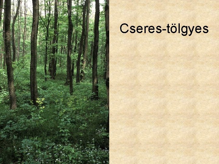 Cseres-tölgyes 