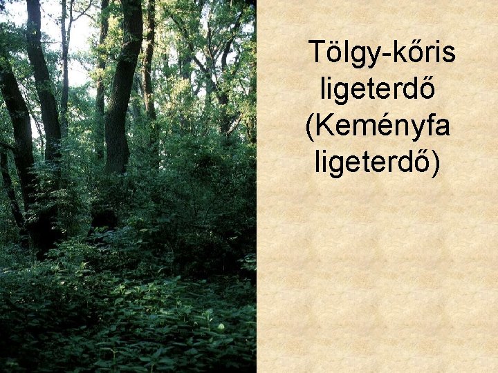 Tölgy-kőris ligeterdő (Keményfa ligeterdő) 