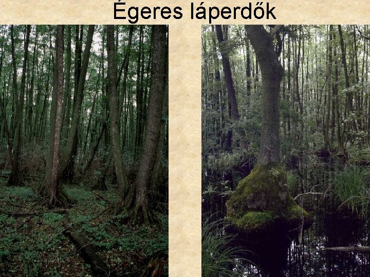 Égeres láperdők 