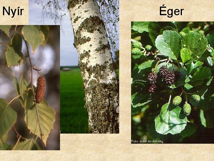 Nyír Éger 
