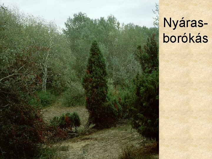 Nyárasborókás 